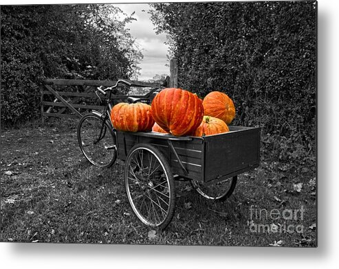 Pumpkin Metal Print featuring the photograph Halloween Harvest by Nick Wardekker