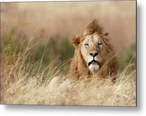 Lion Metal Print featuring the photograph Handsome! by Ali Khataw