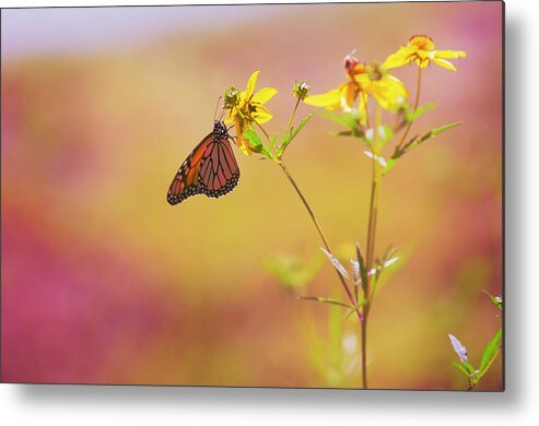 Monarch Metal Print featuring the photograph Hang by Joel Olives