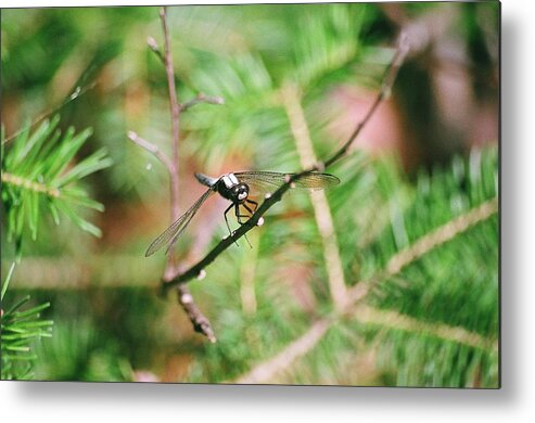 Dragonfly Metal Print featuring the photograph Hangin' Out by David Porteus