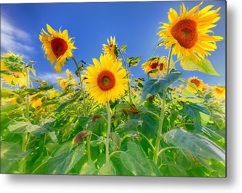 Colby Farm Metal Print featuring the photograph Happiness Shines Thru by Sylvia J Zarco
