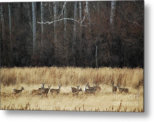 Deer Metal Print featuring the photograph Happy New Years by Wilma Birdwell