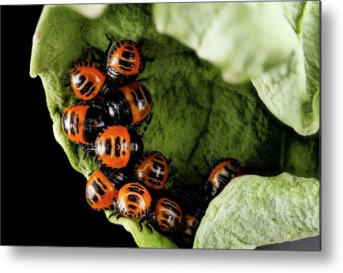 Identification Metal Print featuring the photograph Harlequin Cabbage Bug Nymphs by Us Geological Survey