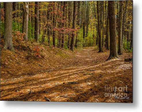 Harold Metal Print featuring the photograph Harold Parker State Forest path by Pat Lucas