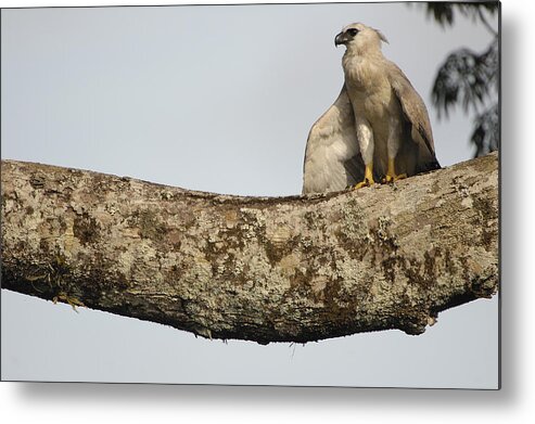 Feb0514 Metal Print featuring the photograph Harpy Eagle Chick In Kapok Tree by Pete Oxford