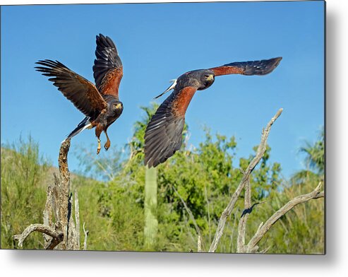 Harris Hawk Metal Print featuring the photograph Harris Hawks in Flight by Evelyn Harrison