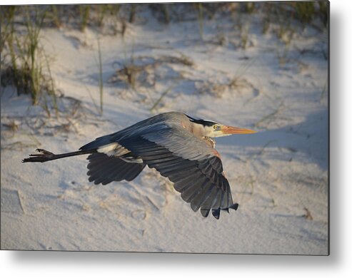 Harry The Heron Metal Print featuring the photograph Harry the Heron Low-Level Fly-By on Navarre Beach by Jeff at JSJ Photography