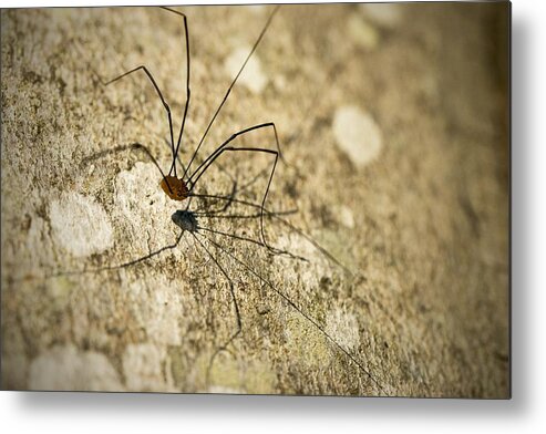 Harvestman Metal Print featuring the photograph Harvestman Spider by Chevy Fleet