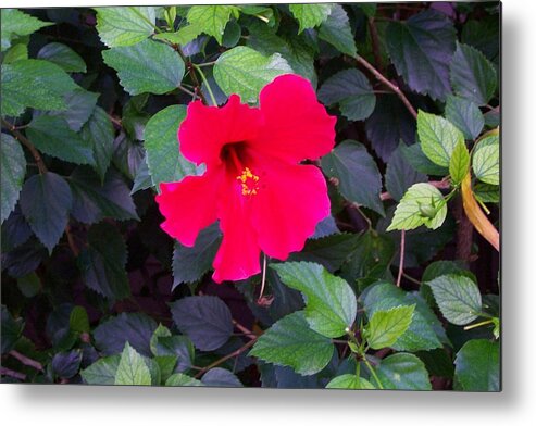 Blooming Flower In Hawaii Metal Print featuring the photograph Hawaiian flower by Kenneth Cole