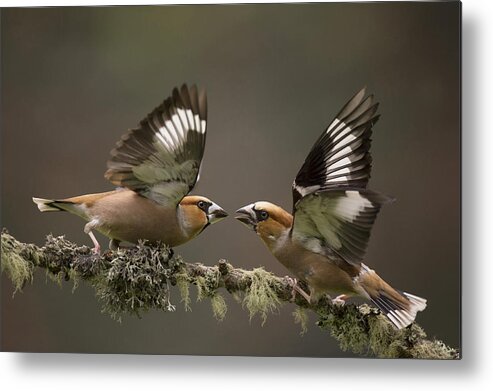 Nis Metal Print featuring the photograph Hawfinch Males Fighting Gelderland by Edwin Kats