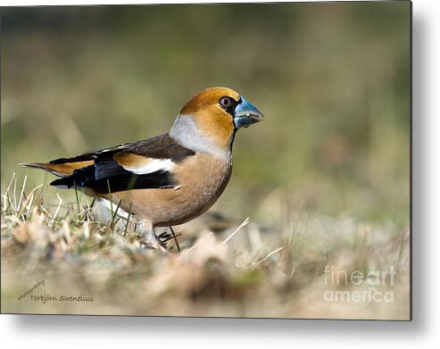 Hawfinch's Profile Metal Print featuring the photograph Hawfinch's Profile by Torbjorn Swenelius