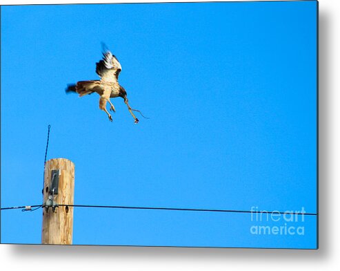 Hawk Metal Print featuring the photograph Hawk Catches Snake on the High Plains of New Mexico by JD Smith