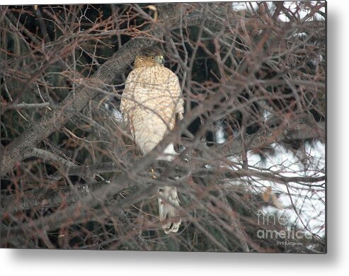 Hawk Metal Print featuring the photograph Hawk in Winter Branches by Veronica Batterson