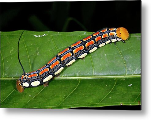 Hawkmoth Metal Print featuring the photograph Hawkmoth Caterpillar by Dr Morley Read/science Photo Library