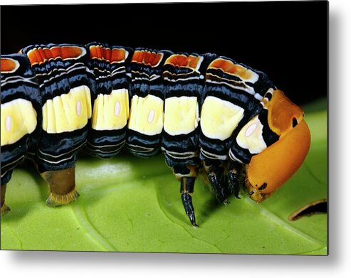 Hawkmoth Metal Print featuring the photograph Hawkmoth Caterpillar Head by Dr Morley Read/science Photo Library
