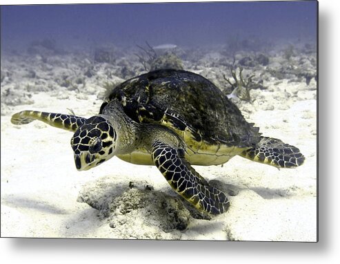 Turtle Metal Print featuring the photograph Hawksbill Caribbean Sea Turtle by Amy McDaniel