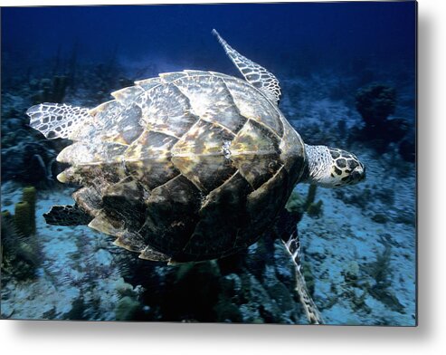 Animal Metal Print featuring the photograph Hawksbill Turtle, View Of Shell by Charles Angelo