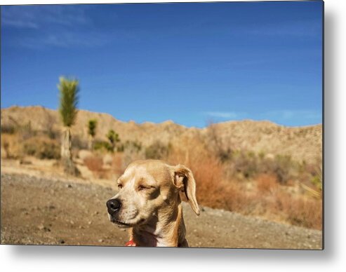 Princess Betty Biscuits Metal Print featuring the photograph HeadachE by Angela J Wright