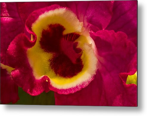 Orchid Metal Print featuring the photograph Heart of an Orchid by Lindley Johnson