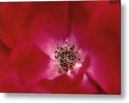 Knock Out Metal Print featuring the photograph Heart of Mother's Georgia Knock Out Rose by Gene Walls