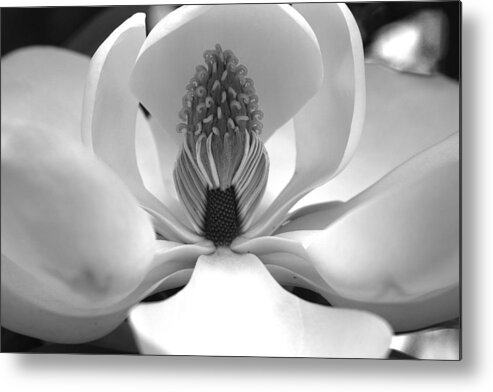 Heart Metal Print featuring the photograph Heart of the magnolia black and white by Andy Lawless