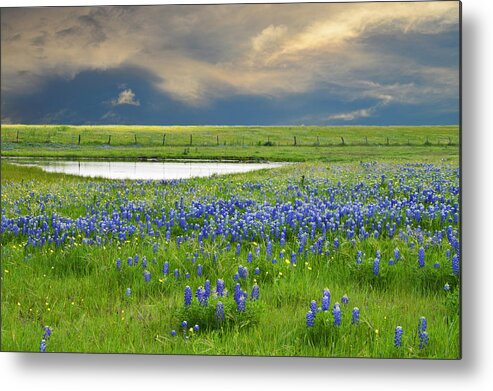 Blue Metal Print featuring the photograph Heavenly Blues by Lynn Bauer