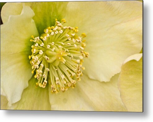 Helleborus Metal Print featuring the photograph Heleborus 2 by Douglas Barnett