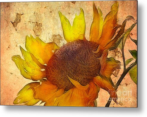 Sunflower Painting Metal Print featuring the digital art Helianthus by John Edwards