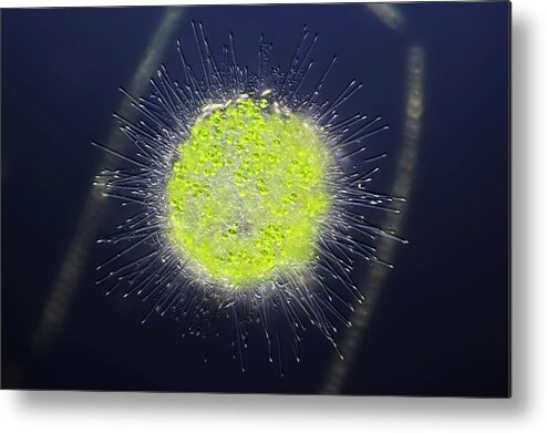 Nobody Metal Print featuring the photograph Heliozoa Protozoan by Frank Fox