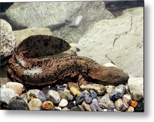 Amphibia Metal Print featuring the photograph Hellbender Salamander by Robert J. Erwin