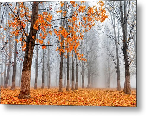 Bulgaria Metal Print featuring the photograph Heralds Of Autumn by Evgeni Dinev