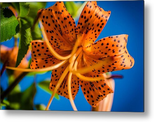 Tiger Lily Metal Print featuring the photograph Here's looking Up by Rick Bartrand