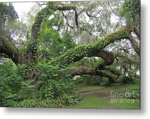 Oak Metal Print featuring the photograph Heritage Oak by Dodie Ulery