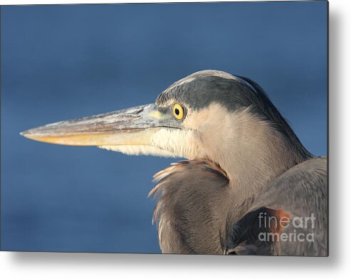 Heron Metal Print featuring the photograph Heron Close-Up by Christiane Schulze Art And Photography