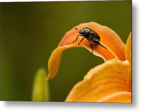 Flower Photography Metal Print featuring the photograph Hey There by Ben Shields