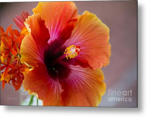 Orange Flower Metal Print featuring the photograph Hibiscus 3 by Sally Simon
