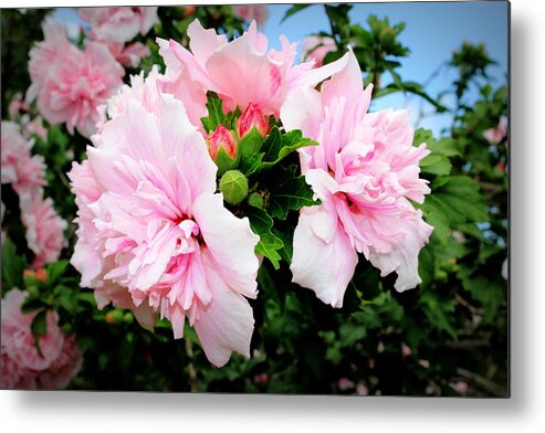 Hibiscus Mutabilis Metal Print featuring the photograph Hibiscus Mutabilis by Beth Vincent