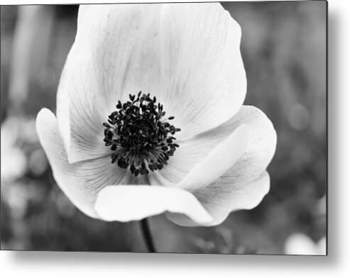 Black And White Metal Print featuring the photograph Hidden Beauty by Hannah Miller