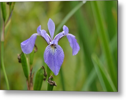 Outdoors Metal Print featuring the photograph Hidden Companions by David Porteus