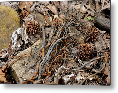 Twigs Metal Print featuring the photograph Hideout Hollow 1 by Laureen Murtha Menzl