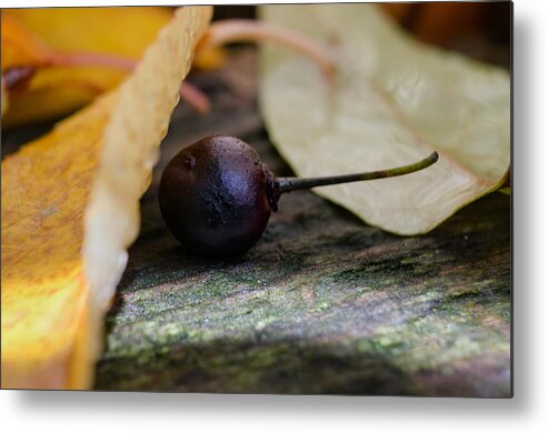 Berry Metal Print featuring the photograph Hiding From Fall by Jim Shackett