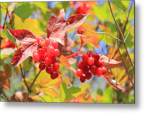 Berries Metal Print featuring the photograph Highbush Cranberry in September by Jim Sauchyn