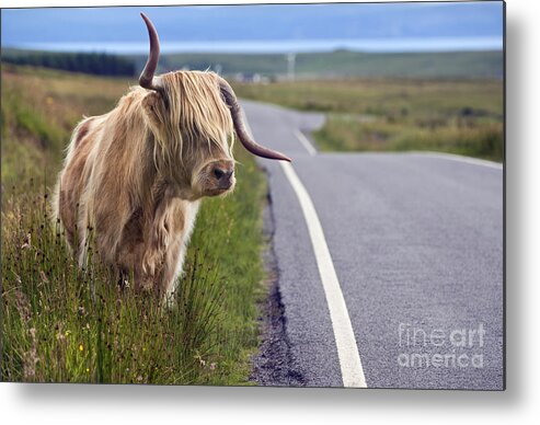 Cow Metal Print featuring the photograph Highland Cow by David Lichtneker