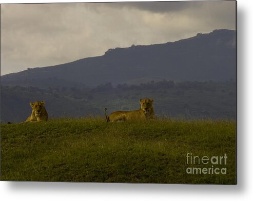 Panthera Leo Metal Print featuring the photograph Hillside Lions by J L Woody Wooden