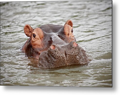 Isimangaliso Wetland Park Metal Print featuring the photograph Hippo, Hippopotamus Amphibius by Juergen Ritterbach