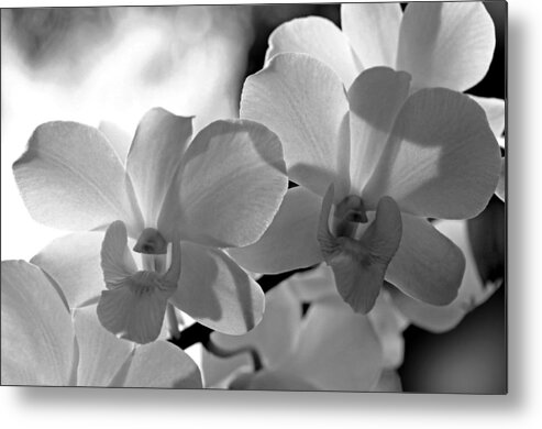 Orchids Metal Print featuring the photograph Hit by Light. White Orchids by Jenny Rainbow