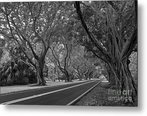 Landscape Metal Print featuring the photograph Hobe Sound Bridge Rd. west II by Larry Nieland