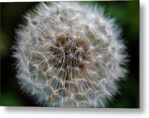 Dandelion Metal Print featuring the photograph Hold Your Breath Make A Wish Count to Three by Jordan Blackstone