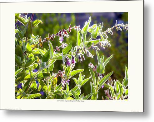 Summer-dry Metal Print featuring the photograph Lepechinia fragrans - Pitcher Sage by Saxon Holt