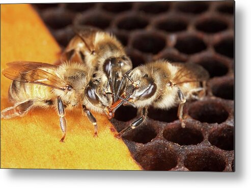 Honey Bee Metal Print featuring the photograph Honey Bee Mouth-to-mouth Feeding by Stephen Ausmus/us Department Of Agriculture